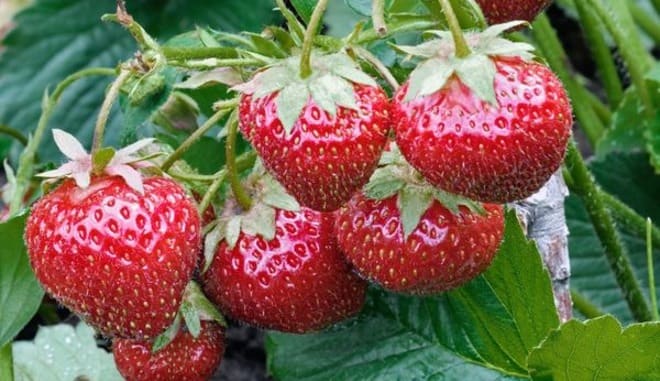 Клубника Любава Фото