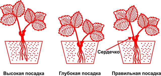 Правильная посадка клубники