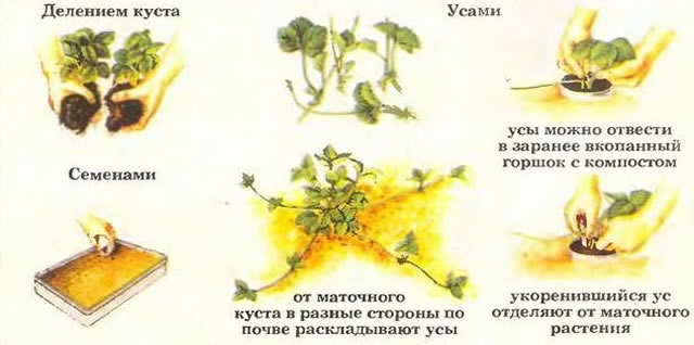 Способы размножения клубники