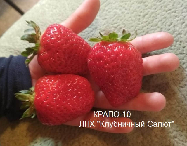 Крупные плоды клубники Крапо 10