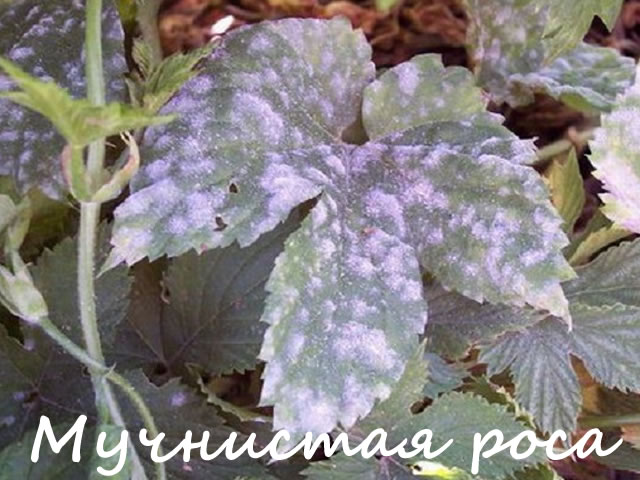 Мучнистая роса на клубнике
