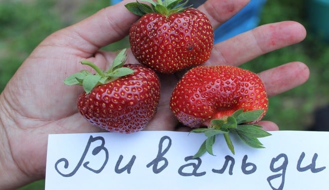 Клубника Вивальди
